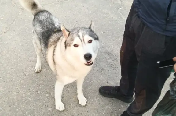 Собака найдена: ул. Чайковского, 43, Ангарск