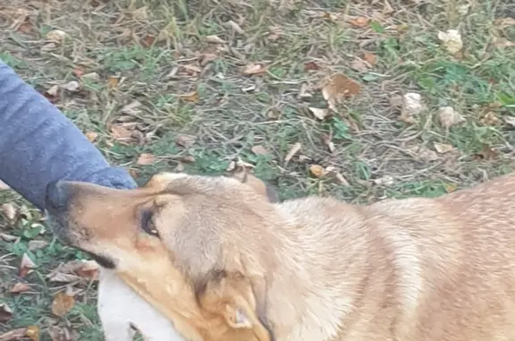 Найдена собака в садах 