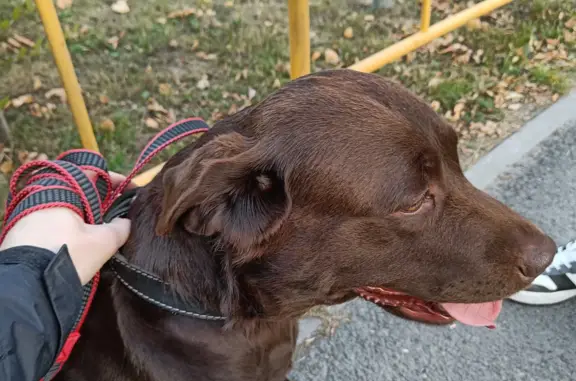 Найдена собака в Суходольском микрорайоне, Тюмень