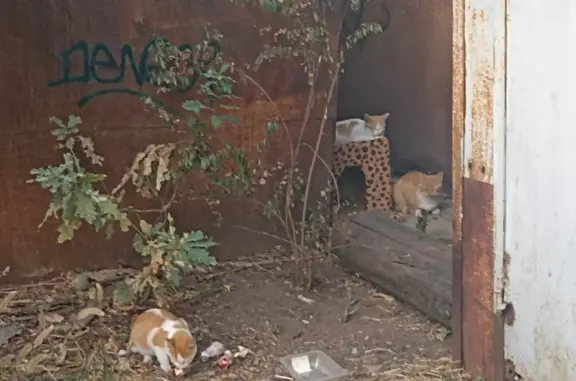 Найдена кошка Рыжий комочек, ул. Заполярная, 143, Краснодар