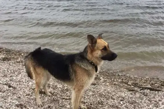 Пропала собака в Чувашии, кобель помесь с овчаркой, 2 года