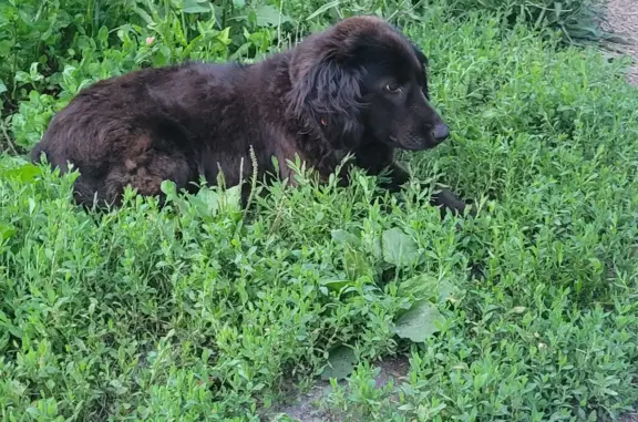 Собака Василиса найдена на ул. Фурманова, Валуйки