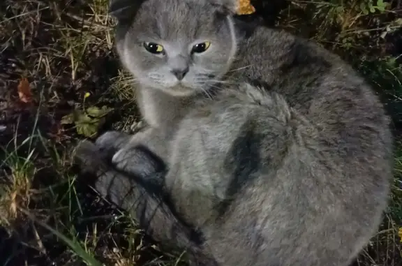 Кошка серого окраса на Южном шоссе, 20А, Нижний Новгород
