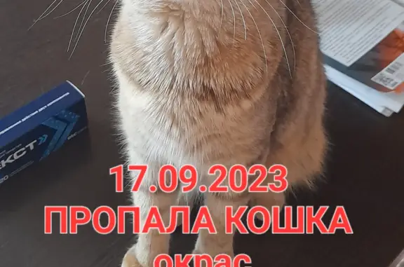 Пропала кошка, плотинная ул., Тольятти