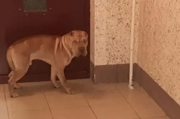 Найдена собака на лифтовой площадке, ул. Коммунаров, СПб