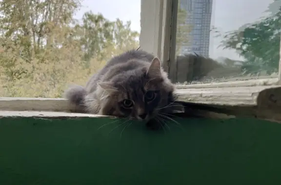 Найдена серая кошка на Маршала Жукова, 56, Москва
