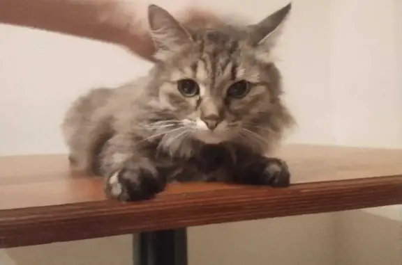Найдена пушистая кошка на Чертановской