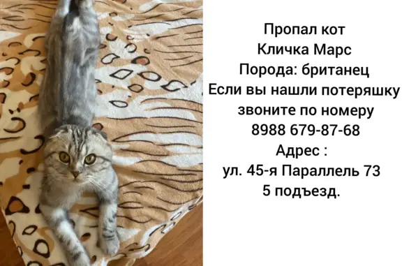 Пропала кошка: Кот мальчик, 45-я Параллель, 73, Ставрополь