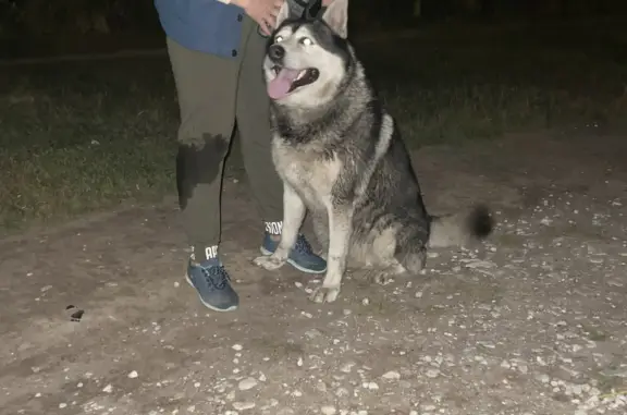Собака Хаски найдена в парке на Рыбацком проспекте