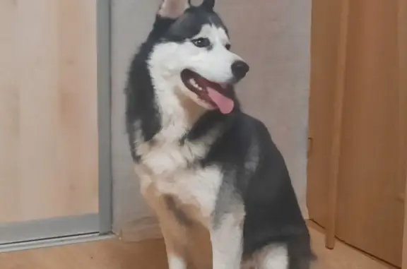 Найдена собака, Ростов-на-Дону, фото: Собака Хаски с гетерохромией на пр. Стачки, 27, Ростов