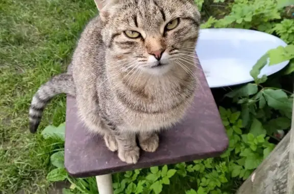 Найдена кошка в районе Васильевское-Щитниково
