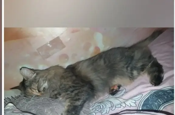 Пропала кошка в Елабуге, Татарстан