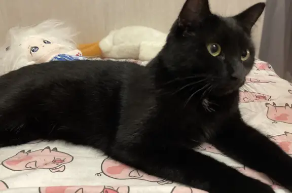 Найден кот, полностью черный с белым пятнышком