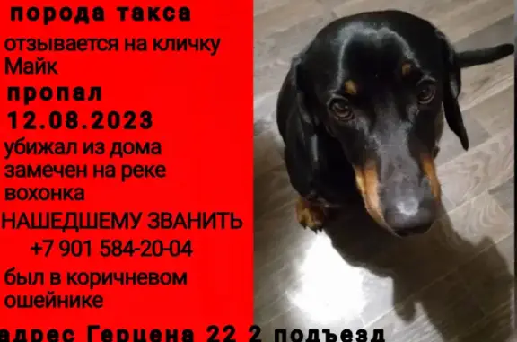 Пропала собака, ул. Герцена, 22, Павловский Посад
