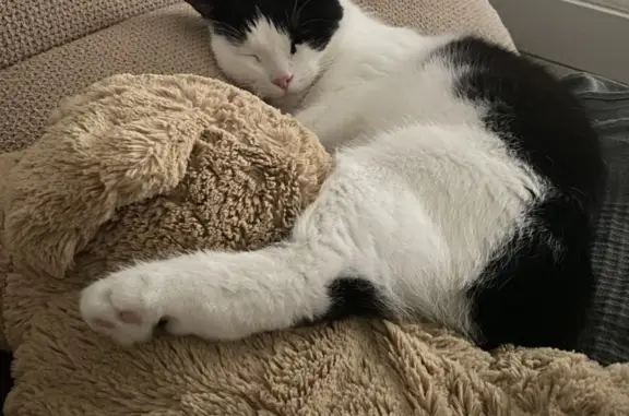 Кошки потеряшки, Санкт-Петербург, фото: Потеряшка кошка Кот, Лыжный пер., 2, СПб