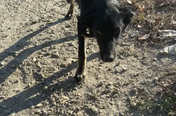 Худенькая маленькая собачка с ошейником найдена в Колосе, Краснодарский край