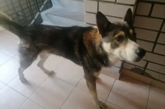 Найдена собака на Лисина 6, Саратов