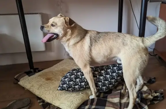 Найдена собака: светло персиковая, ул. Молодости, 15, Новосибирск
