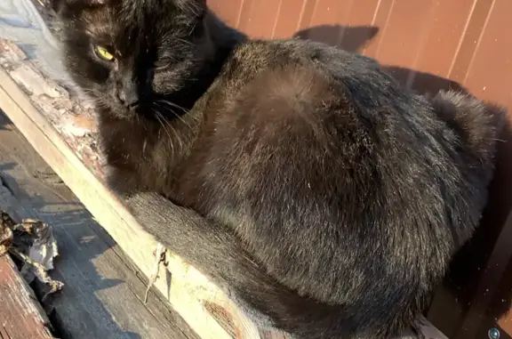 Пропала кошка Кот- черного окраса, Пермь