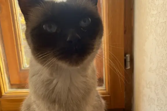 Сиамская кошка найдена на Советской улице, Магнитогорск