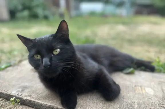Пропала черная кошка в районе Черемушки, вознаграждение. - photo