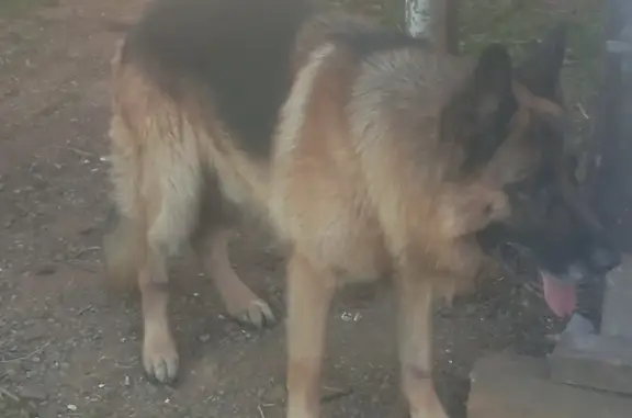 Найдена собака: улица Проезжая, Засопка