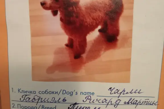Пропала собака: Карликовый пудель на Саянской ул., Москва
