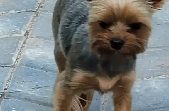 Пропала собака Мини йорк на ул. Грибоедова, 39А
