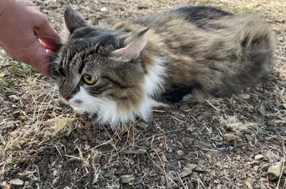 Найдена кошка в Анапе, ищет убежище