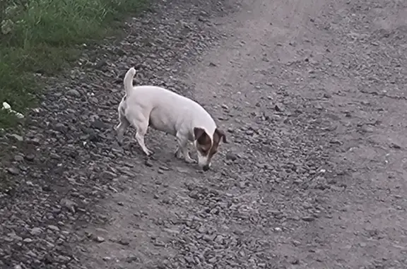 Пропала собака в Кемерово, 4-й Мирный пер.