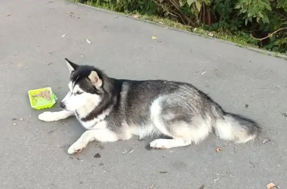 Найдена собака Малыш в Яковлевском, Москва