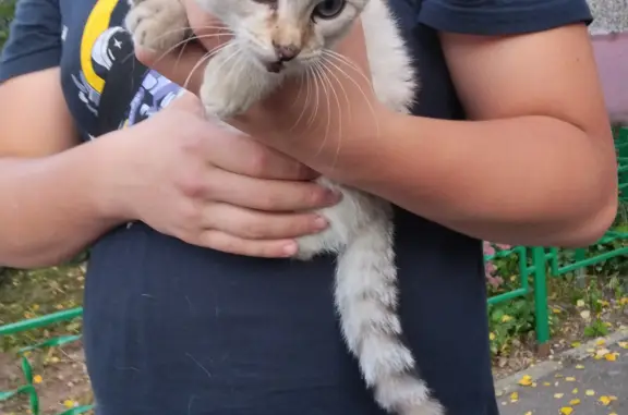 Найдена кошка на Малинском шоссе, 24, Коломна