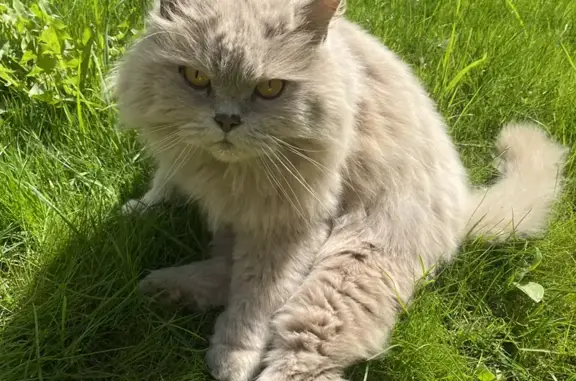 Пропал серый британский кот на Покровской