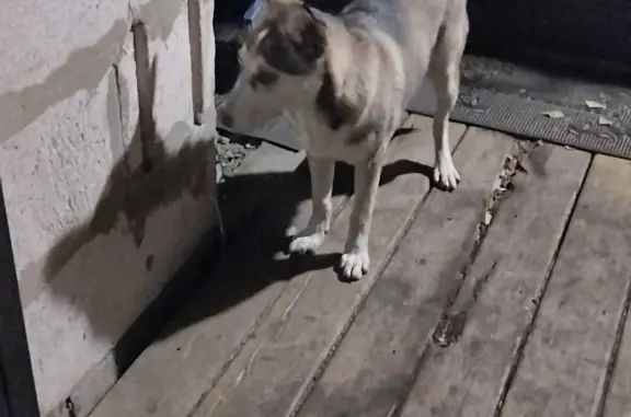 Найдена собака в Ростове-на-Дону