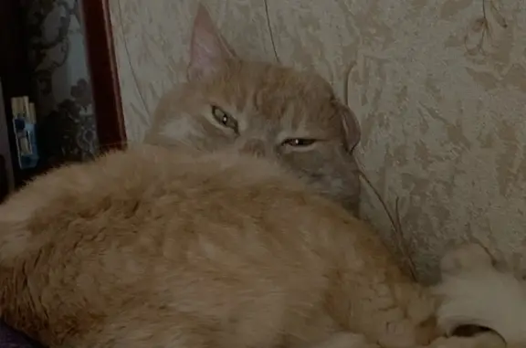 Пропала кошка Рыжик в районе Константиновка, СНТ Пищевик