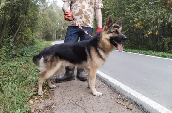 Найдена немецкая овчарка на Новорижском шоссе