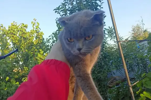 Найдена вислоухая кошка в Астрахани