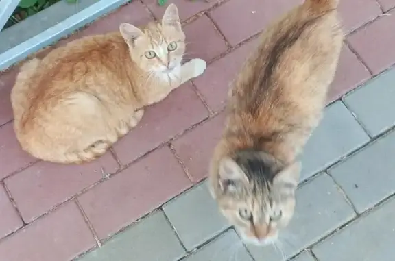 Кошки потеряшки, Болхов, фото: Потеряшка кошка на ул. Ленина, Болхов