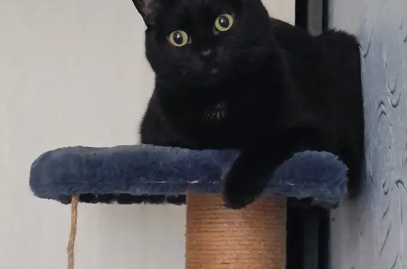 Пропала кошка Чёрный кот, 45, Искитим