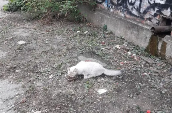 Найдена породистая кошка в Краснодаре, ул. Толбухина