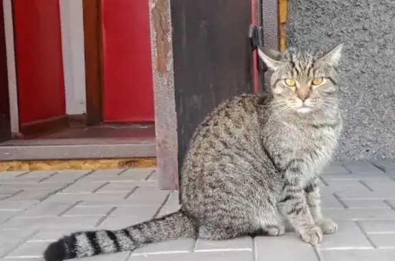 Пропала кошка Кот, найдена на Транспортной 59, Новокузнецк