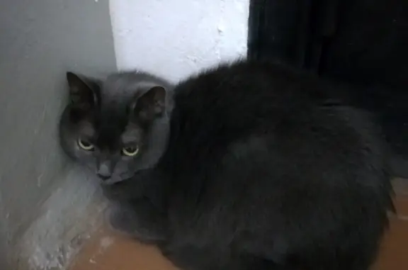 Кошка серого цвета с жёлтыми глазами на ул. Калинина, 10Б, Глазов