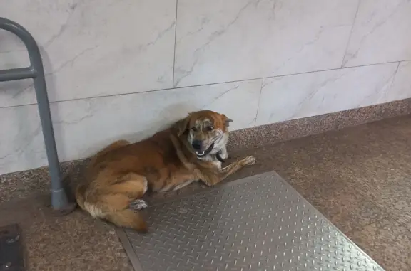 Собака найдена: переход метро Волжская, Краснодонская улица, Москва