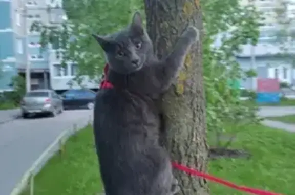 Кошки потеряшки, Ульяновск, фото: Потеряшка кошка: ул. Шолмова, 39, Ульяновск