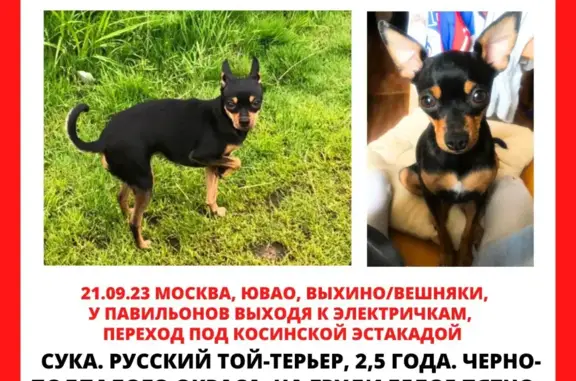 Пропала собака Ника в районе Выхино, Москва