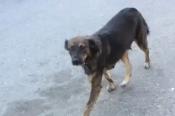 Потерянная собака в Ставрополе на Октябрьской
