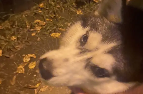 Найдена собака Хаски на Весенней улице, Чита