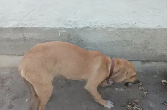 Найден щенок возле магазина, ул. Уральская 144, Краснодар