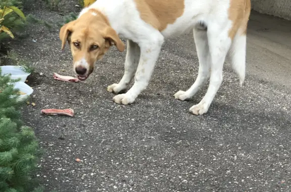 Найден голодный собакен на ул. Нахимова, 27, Смоленск