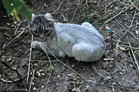 Кот побрит под 